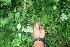  ( - BioBot06082)  @11 [ ] CreativeCommons - Attribution Non-Commercial Share-Alike (2010) Daniel H. Janzen Guanacaste Dry Forest Conservation Fund