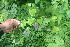  ( - BioBot06082)  @11 [ ] CreativeCommons - Attribution Non-Commercial Share-Alike (2010) Daniel H. Janzen Guanacaste Dry Forest Conservation Fund
