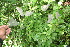 ( - BioBot06083)  @11 [ ] CreativeCommons - Attribution Non-Commercial Share-Alike (2010) Daniel H. Janzen Guanacaste Dry Forest Conservation Fund