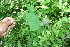  ( - BioBot06083)  @11 [ ] CreativeCommons - Attribution Non-Commercial Share-Alike (2010) Daniel H. Janzen Guanacaste Dry Forest Conservation Fund