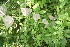  ( - BioBot06083)  @11 [ ] CreativeCommons - Attribution Non-Commercial Share-Alike (2010) Daniel H. Janzen Guanacaste Dry Forest Conservation Fund