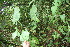 (Conceveiba pleiostemona - BioBot06086)  @11 [ ] CreativeCommons - Attribution Non-Commercial Share-Alike (2010) Daniel H. Janzen Guanacaste Dry Forest Conservation Fund
