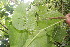  ( - BioBot06086)  @11 [ ] CreativeCommons - Attribution Non-Commercial Share-Alike (2010) Daniel H. Janzen Guanacaste Dry Forest Conservation Fund