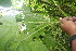  ( - BioBot06086)  @11 [ ] CreativeCommons - Attribution Non-Commercial Share-Alike (2010) Daniel H. Janzen Guanacaste Dry Forest Conservation Fund