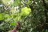  ( - BioBot06087)  @11 [ ] CreativeCommons - Attribution Non-Commercial Share-Alike (2010) Daniel H. Janzen Guanacaste Dry Forest Conservation Fund