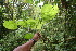  ( - BioBot06087)  @11 [ ] CreativeCommons - Attribution Non-Commercial Share-Alike (2010) Daniel H. Janzen Guanacaste Dry Forest Conservation Fund
