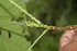  ( - BioBot06087)  @11 [ ] CreativeCommons - Attribution Non-Commercial Share-Alike (2010) Daniel H. Janzen Guanacaste Dry Forest Conservation Fund