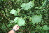  ( - BioBot06088)  @11 [ ] CreativeCommons - Attribution Non-Commercial Share-Alike (2010) Daniel H. Janzen Guanacaste Dry Forest Conservation Fund