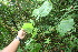  ( - BioBot06088)  @11 [ ] CreativeCommons - Attribution Non-Commercial Share-Alike (2010) Daniel H. Janzen Guanacaste Dry Forest Conservation Fund