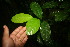  ( - BioBot06090)  @11 [ ] CreativeCommons - Attribution Non-Commercial Share-Alike (2010) Daniel H. Janzen Guanacaste Dry Forest Conservation Fund