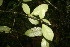  ( - BioBot06091)  @11 [ ] CreativeCommons - Attribution Non-Commercial Share-Alike (2010) Daniel H. Janzen Guanacaste Dry Forest Conservation Fund