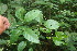  ( - BioBot06098)  @11 [ ] CreativeCommons - Attribution Non-Commercial Share-Alike (2010) Daniel H. Janzen Guanacaste Dry Forest Conservation Fund