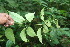  ( - BioBot06098)  @11 [ ] CreativeCommons - Attribution Non-Commercial Share-Alike (2010) Daniel H. Janzen Guanacaste Dry Forest Conservation Fund