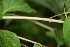  ( - BioBot06098)  @11 [ ] CreativeCommons - Attribution Non-Commercial Share-Alike (2010) Daniel H. Janzen Guanacaste Dry Forest Conservation Fund