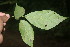  ( - BioBot06098)  @11 [ ] CreativeCommons - Attribution Non-Commercial Share-Alike (2010) Daniel H. Janzen Guanacaste Dry Forest Conservation Fund