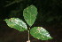  ( - BioBot06098)  @11 [ ] CreativeCommons - Attribution Non-Commercial Share-Alike (2010) Daniel H. Janzen Guanacaste Dry Forest Conservation Fund