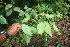  ( - BioBot06099)  @11 [ ] CreativeCommons - Attribution Non-Commercial Share-Alike (2010) Daniel H. Janzen Guanacaste Dry Forest Conservation Fund