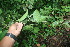  ( - BioBot06099)  @11 [ ] CreativeCommons - Attribution Non-Commercial Share-Alike (2010) Daniel H. Janzen Guanacaste Dry Forest Conservation Fund