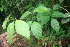  ( - BioBot06099)  @11 [ ] CreativeCommons - Attribution Non-Commercial Share-Alike (2010) Daniel H. Janzen Guanacaste Dry Forest Conservation Fund
