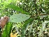  ( - BioBot06109)  @11 [ ] CreativeCommons - Attribution Non-Commercial Share-Alike (2010) Daniel H. Janzen Guanacaste Dry Forest Conservation Fund