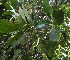  ( - BioBot06114)  @11 [ ] CreativeCommons - Attribution Non-Commercial Share-Alike (2010) Daniel H. Janzen Guanacaste Dry Forest Conservation Fund