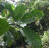  ( - BioBot06114)  @11 [ ] CreativeCommons - Attribution Non-Commercial Share-Alike (2010) Daniel H. Janzen Guanacaste Dry Forest Conservation Fund