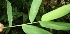  ( - BioBot06118)  @11 [ ] CreativeCommons - Attribution Non-Commercial Share-Alike (2010) Daniel H. Janzen Guanacaste Dry Forest Conservation Fund