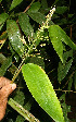  ( - BioBot06119)  @11 [ ] CreativeCommons - Attribution Non-Commercial Share-Alike (2010) Daniel H. Janzen Guanacaste Dry Forest Conservation Fund