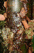  ( - BioBot06121)  @11 [ ] CreativeCommons - Attribution Non-Commercial Share-Alike (2010) Daniel H. Janzen Guanacaste Dry Forest Conservation Fund