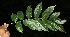  ( - BioBot06121)  @11 [ ] CreativeCommons - Attribution Non-Commercial Share-Alike (2010) Daniel H. Janzen Guanacaste Dry Forest Conservation Fund