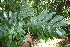  ( - BioBot06122)  @11 [ ] CreativeCommons - Attribution Non-Commercial Share-Alike (2010) Daniel H. Janzen Guanacaste Dry Forest Conservation Fund