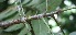  ( - BioBot06122)  @11 [ ] CreativeCommons - Attribution Non-Commercial Share-Alike (2010) Daniel H. Janzen Guanacaste Dry Forest Conservation Fund