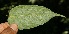  ( - BioBot06122)  @11 [ ] CreativeCommons - Attribution Non-Commercial Share-Alike (2010) Daniel H. Janzen Guanacaste Dry Forest Conservation Fund