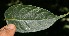  ( - BioBot06122)  @11 [ ] CreativeCommons - Attribution Non-Commercial Share-Alike (2010) Daniel H. Janzen Guanacaste Dry Forest Conservation Fund