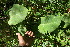  (Macropharynx - BioBot06129)  @11 [ ] CreativeCommons - Attribution Non-Commercial Share-Alike (2010) Daniel H. Janzen Guanacaste Dry Forest Conservation Fund