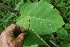  ( - BioBot06129)  @11 [ ] CreativeCommons - Attribution Non-Commercial Share-Alike (2010) Daniel H. Janzen Guanacaste Dry Forest Conservation Fund