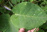  ( - BioBot06129)  @11 [ ] CreativeCommons - Attribution Non-Commercial Share-Alike (2010) Daniel H. Janzen Guanacaste Dry Forest Conservation Fund