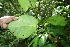  ( - BioBot06130)  @11 [ ] CreativeCommons - Attribution Non-Commercial Share-Alike (2010) Daniel H. Janzen Guanacaste Dry Forest Conservation Fund