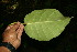  ( - BioBot06130)  @11 [ ] CreativeCommons - Attribution Non-Commercial Share-Alike (2010) Daniel H. Janzen Guanacaste Dry Forest Conservation Fund