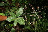  ( - BioBot06143)  @11 [ ] CreativeCommons - Attribution Non-Commercial Share-Alike (2010) Daniel H. Janzen Guanacaste Dry Forest Conservation Fund