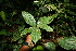  ( - BioBot06143)  @11 [ ] CreativeCommons - Attribution Non-Commercial Share-Alike (2010) Daniel H. Janzen Guanacaste Dry Forest Conservation Fund