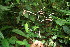  ( - BioBot06143)  @11 [ ] CreativeCommons - Attribution Non-Commercial Share-Alike (2010) Daniel H. Janzen Guanacaste Dry Forest Conservation Fund