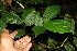  ( - BioBot06144)  @11 [ ] CreativeCommons - Attribution Non-Commercial Share-Alike (2010) Daniel H. Janzen Guanacaste Dry Forest Conservation Fund