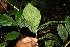  ( - BioBot06144)  @11 [ ] CreativeCommons - Attribution Non-Commercial Share-Alike (2010) Daniel H. Janzen Guanacaste Dry Forest Conservation Fund