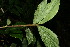  ( - BioBot06144)  @11 [ ] CreativeCommons - Attribution Non-Commercial Share-Alike (2010) Daniel H. Janzen Guanacaste Dry Forest Conservation Fund