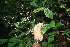  ( - BioBot06145)  @11 [ ] CreativeCommons - Attribution Non-Commercial Share-Alike (2010) Daniel H. Janzen Guanacaste Dry Forest Conservation Fund