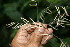  ( - BioBot06145)  @11 [ ] CreativeCommons - Attribution Non-Commercial Share-Alike (2010) Daniel H. Janzen Guanacaste Dry Forest Conservation Fund