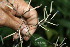 ( - BioBot06145)  @11 [ ] CreativeCommons - Attribution Non-Commercial Share-Alike (2010) Daniel H. Janzen Guanacaste Dry Forest Conservation Fund