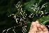  ( - BioBot06145)  @11 [ ] CreativeCommons - Attribution Non-Commercial Share-Alike (2010) Daniel H. Janzen Guanacaste Dry Forest Conservation Fund