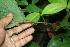  ( - BioBot06145)  @11 [ ] CreativeCommons - Attribution Non-Commercial Share-Alike (2010) Daniel H. Janzen Guanacaste Dry Forest Conservation Fund